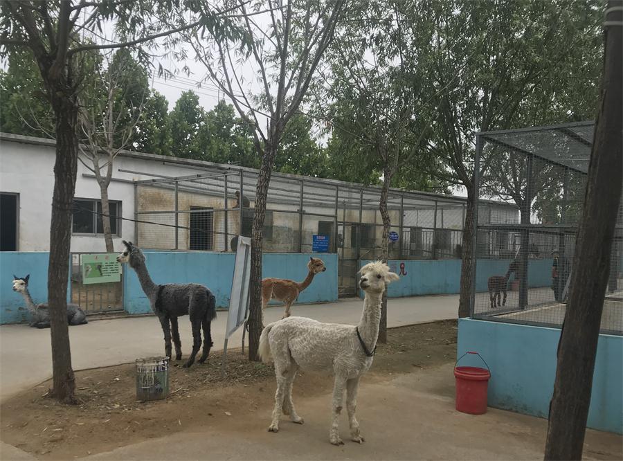 天鵝湖風(fēng)景區(qū)（泰山）速覽！(圖4)