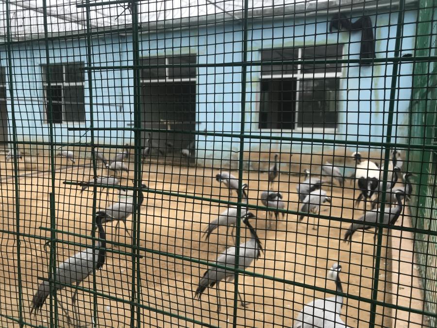 天鵝湖風(fēng)景區(qū)（泰山）速覽！(圖5)