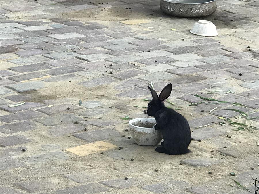 天鵝湖風(fēng)景區(qū)（泰山）速覽！(圖7)