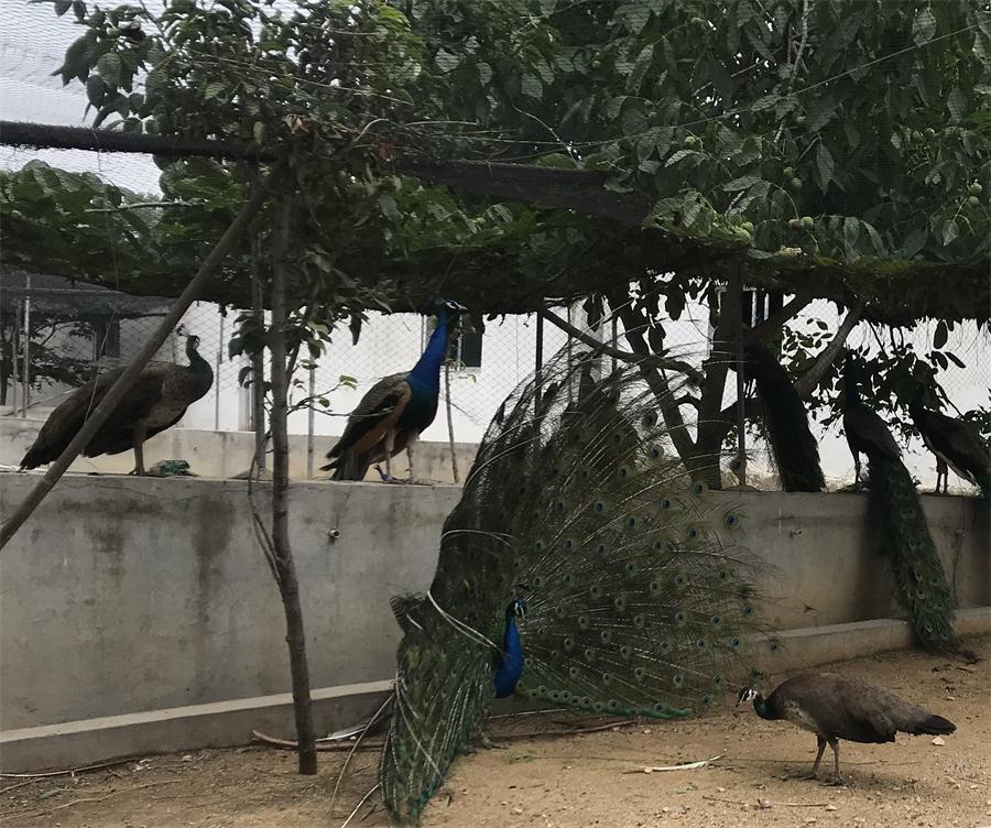 天鵝湖風(fēng)景區(qū)（泰山）速覽！(圖11)