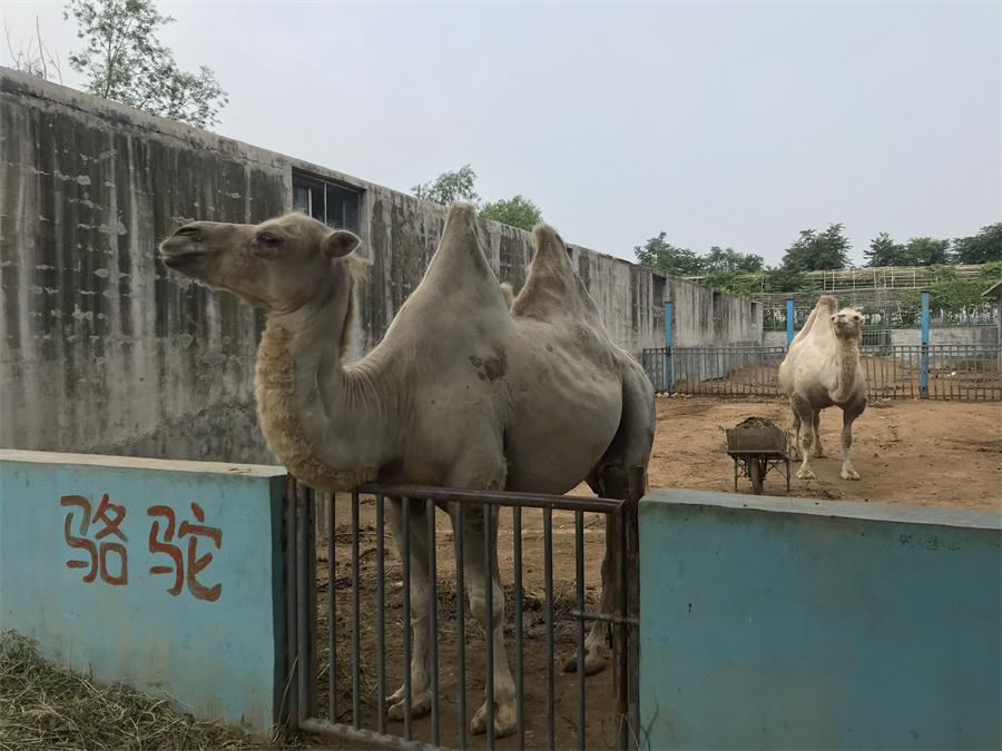 天鵝湖風(fēng)景區(qū)（泰山）速覽！(圖8)