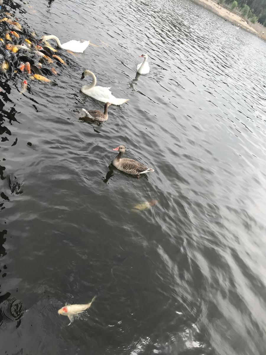 天鵝湖風(fēng)景區(qū)（泰山）速覽！(圖17)