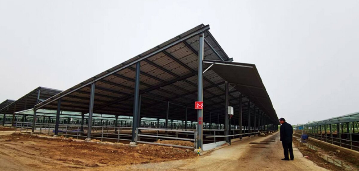 信橋鋼構：打卡蒙陰農(nóng)業(yè)溫室大棚、青州黑牛養(yǎng)殖基地！(圖5)